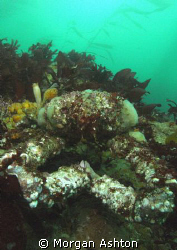 Decorator crab in Monterey Bay. Taken with a Sea and Sea ... by Morgan Ashton 